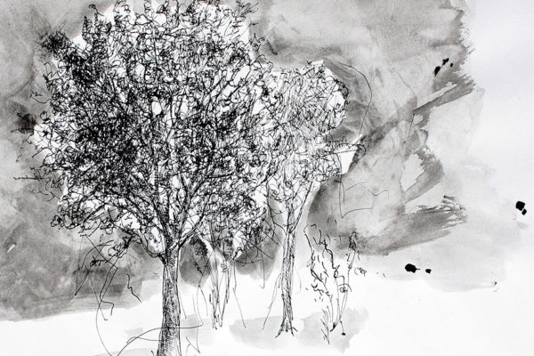Two trees pen and ink
