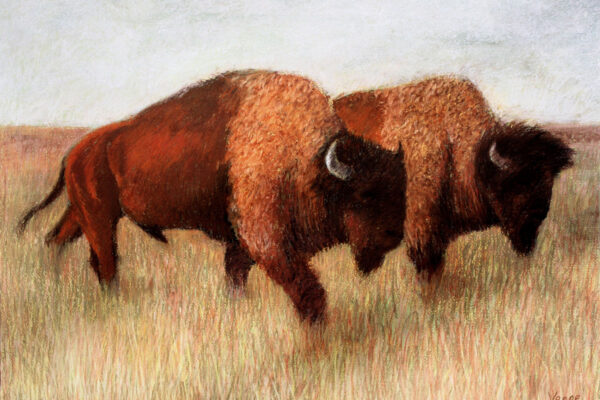 Two Bison
